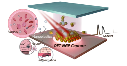 突破血清基质干扰:光电镊操控“纳米机械手”实现10秒极速SERS检测